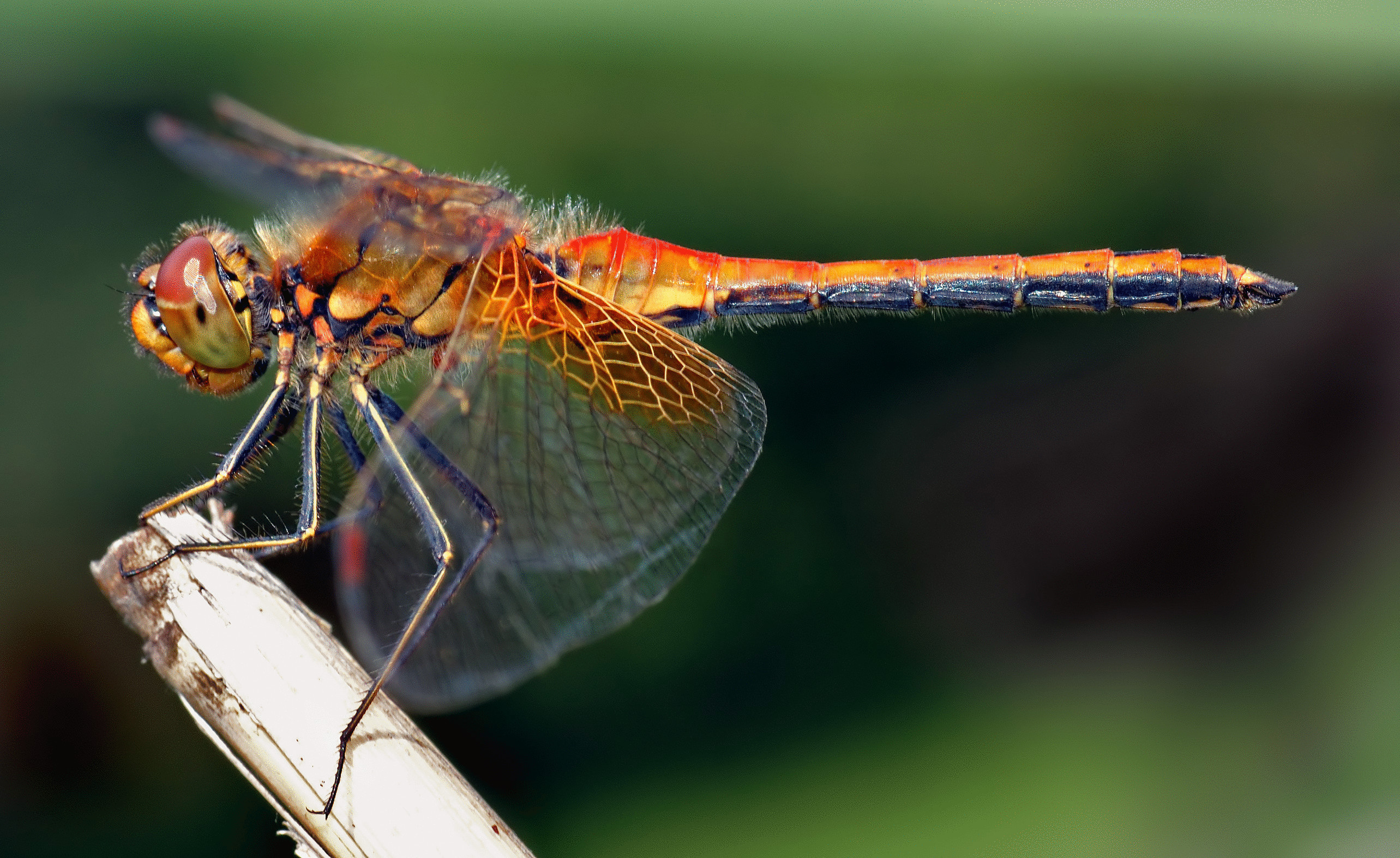 Малоизвесные факты о насекомых