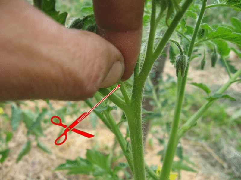 Как правильно увеличить органический урожай томатов