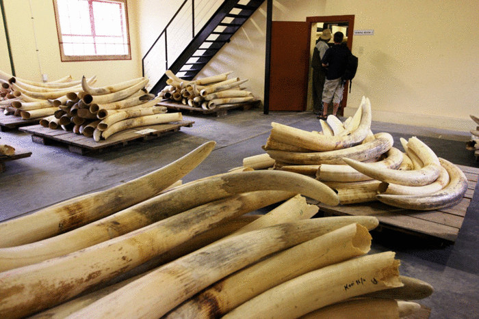 В Китае показательно уничтожили 6000 кило слоновой кости      