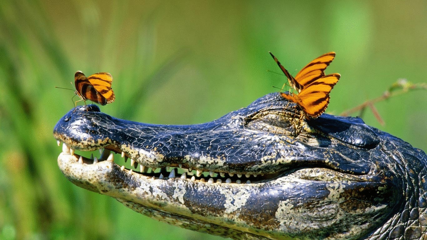 Почему крокодилы плачут - ученые объясняют
