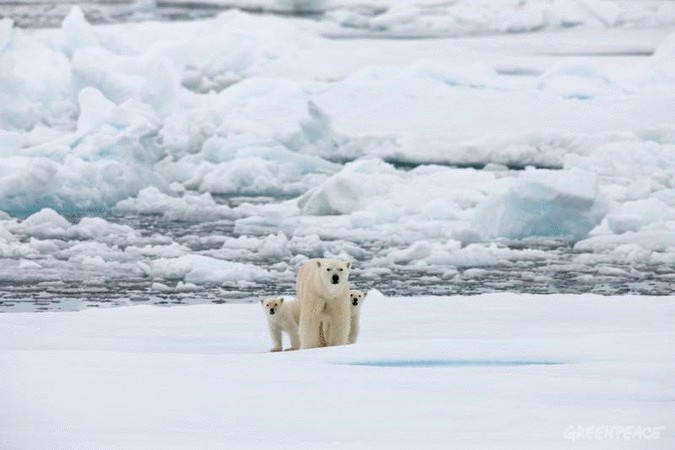 Европарламент призвал к созданию заповедной зоны на Северном полюсе      
