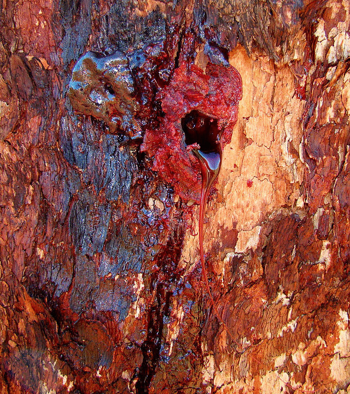 Кровоточащее дерево Птерокарпус