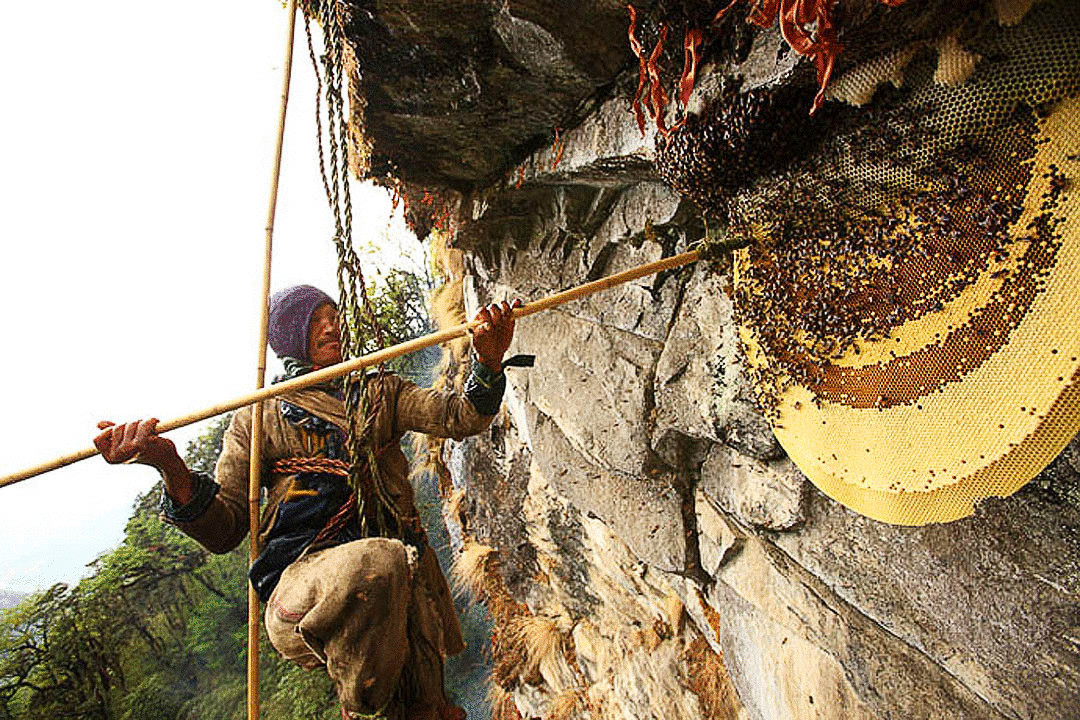 Опасная добыча дикого мёда в Непале