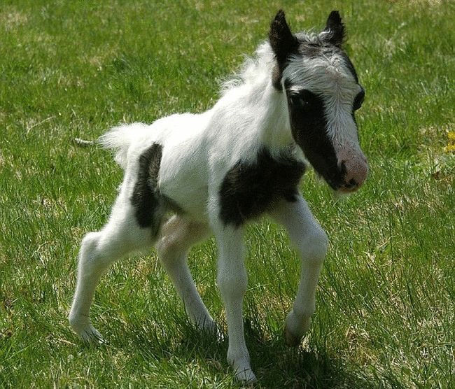 Самый маленький пони в мире празднует первый день рождения