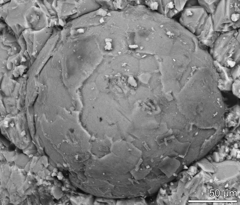Обнаружены редкие ископаемые эмбрионы возрастом более 500 миллионов лет