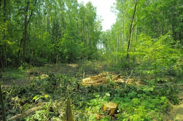 Уничтожение лесных угодий для строительства платной магистрали Москва - Санкт-Петербург продолжается