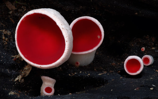 Фоторепортаж—неземные грибы Стива Аксфорда