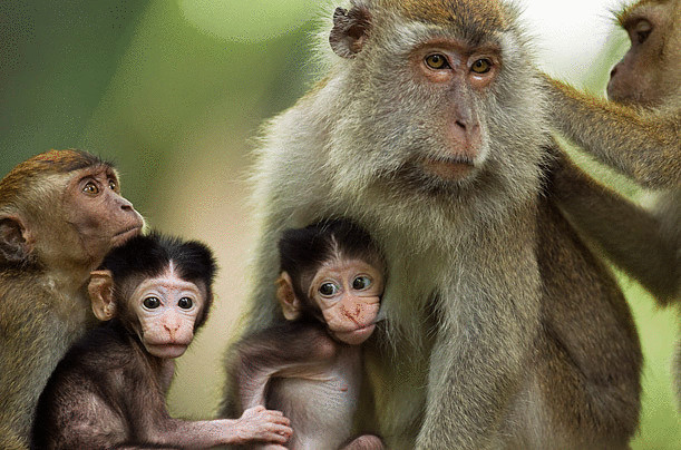  Приматы могут откладывать сиюминутную выгоду 