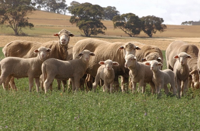 Смерть тысяч австралийских овец от опьяняющих растений
