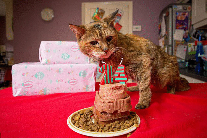 В  Борнмуте  кошке исполнилось 24года (это 114 человеческих лет)