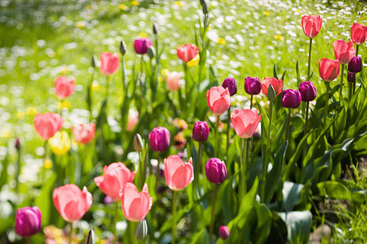  Как развести бегонию и тюльпаны в своем саду