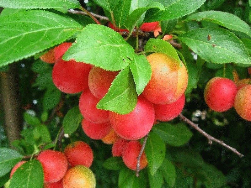 Компактное садоводство—гибриды вишни и сливы