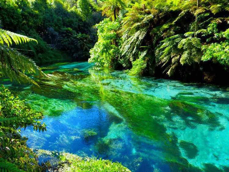 Вайху, сказочная река в Новой Зеландии