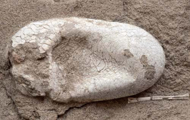 Найдены останки таинственного птерозавра