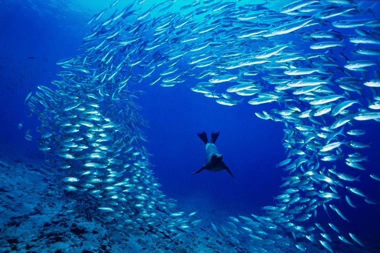 8 июня отмечается Всемирный день океанов