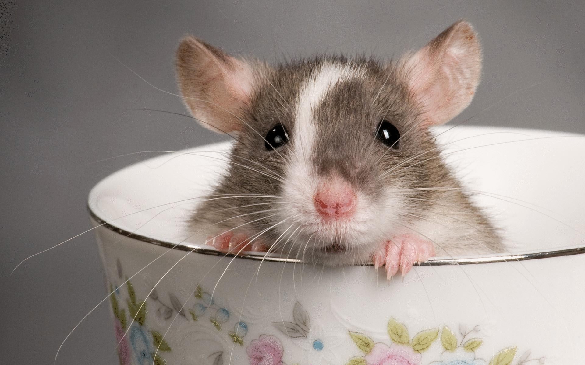 Декоративные крысы набирают популярность