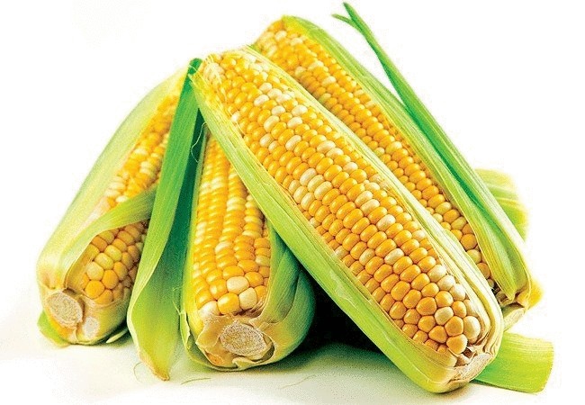 Топливо из кукурузы сильно загрязняет окружающую среду