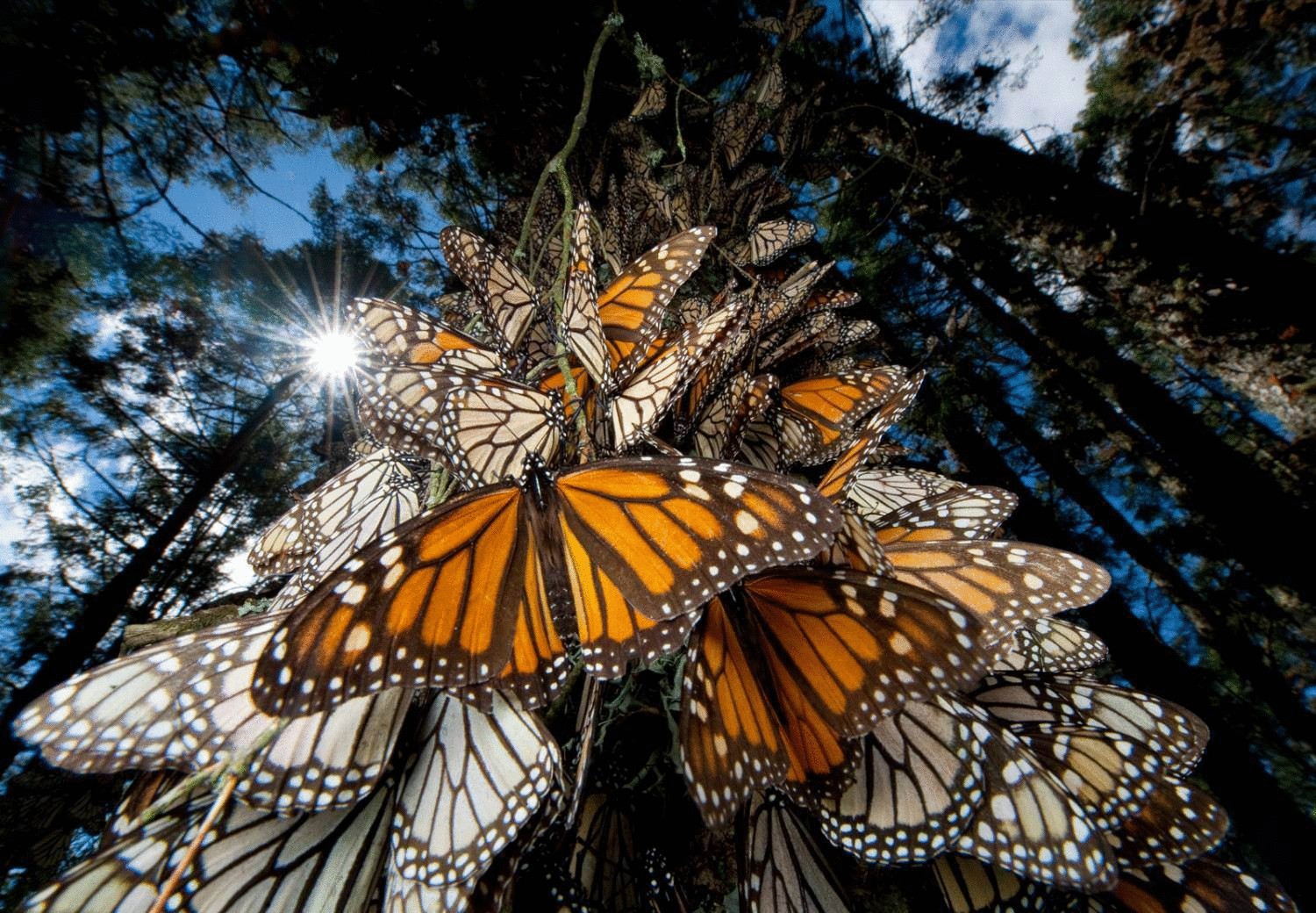 Феномен миграции бабочек Монарха