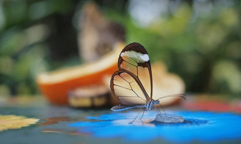 Самое удивительное существо на планете: стеклянная бабочка
