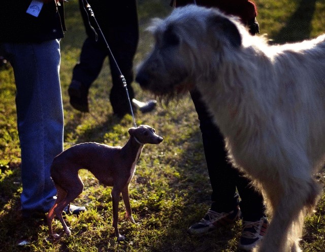 Выставка собак «Fall Canine Expo» на Кубе