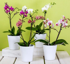 Секреты размножения орхидеи: как одно растение превратить в 100!
