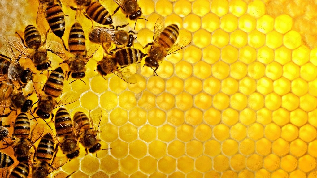 Как пчелы добывают мед ?