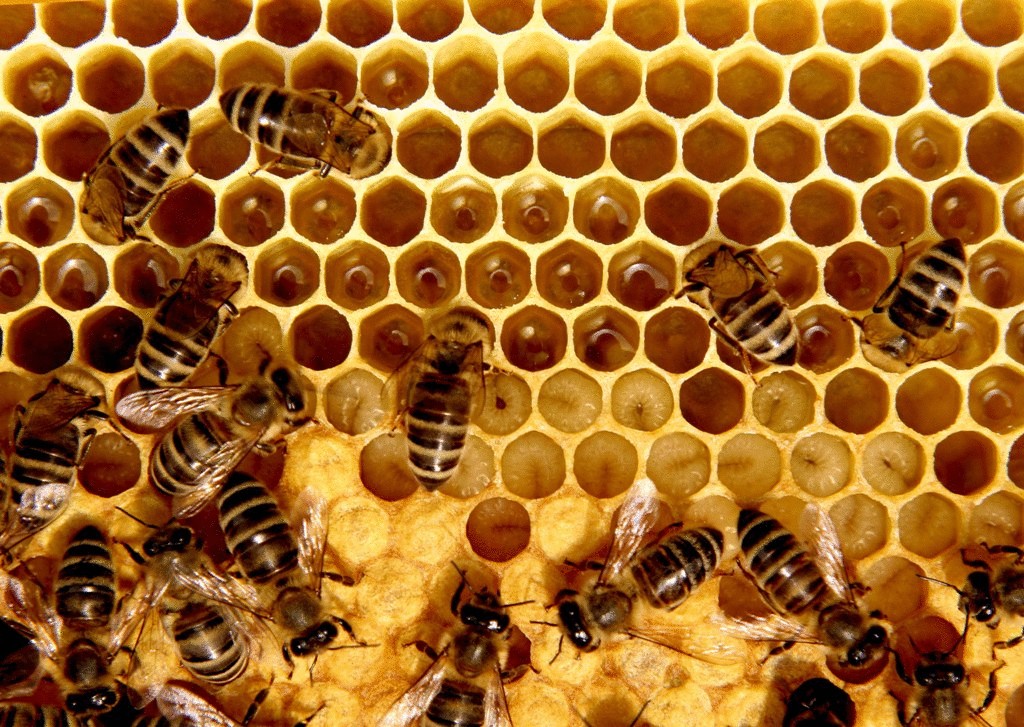 Чем полезны медовые соты для человека
