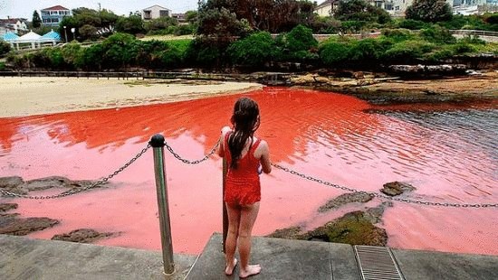 Красные воды берегов Сиднея