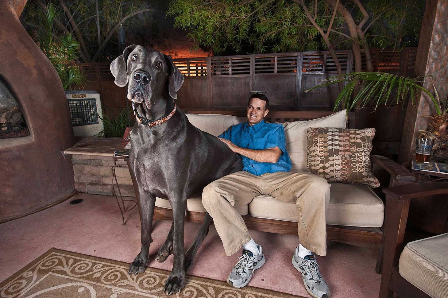 Обьявлена самая высокая собака в мире