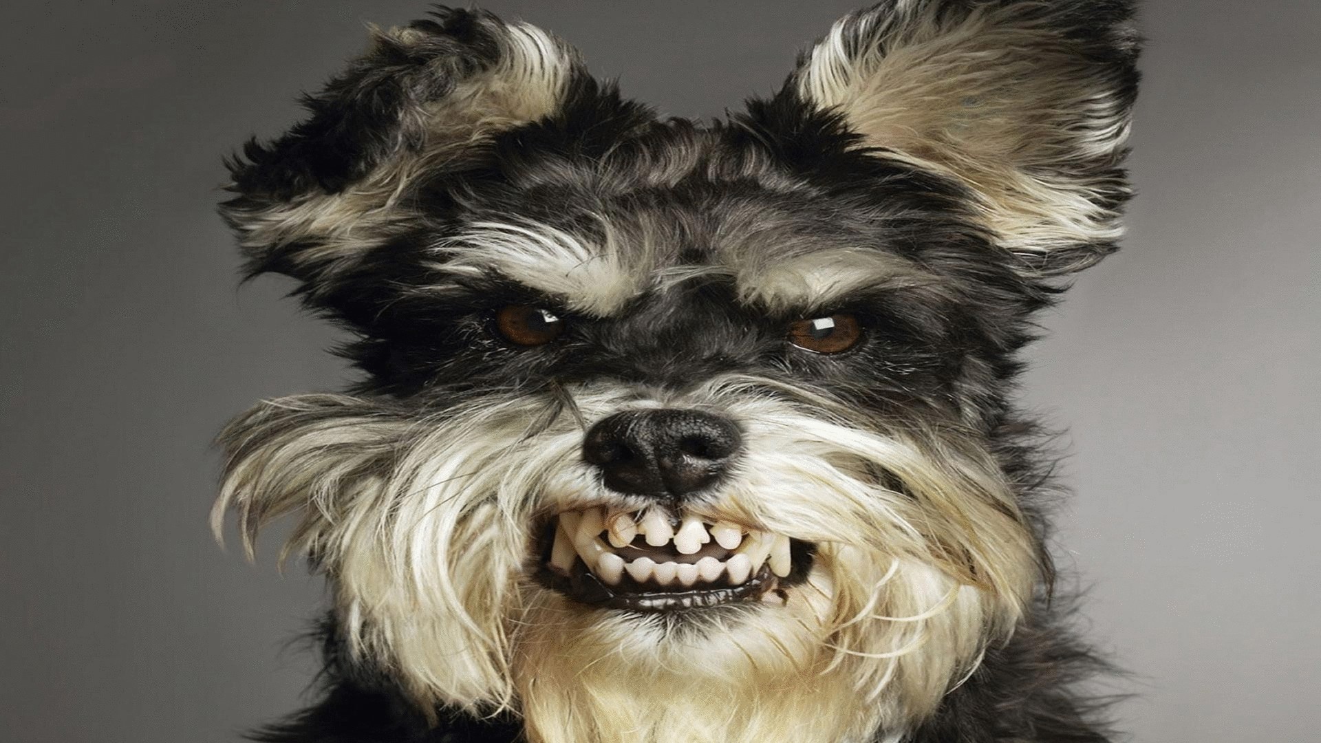 Кинологи назвали самую агрессивную породу собак