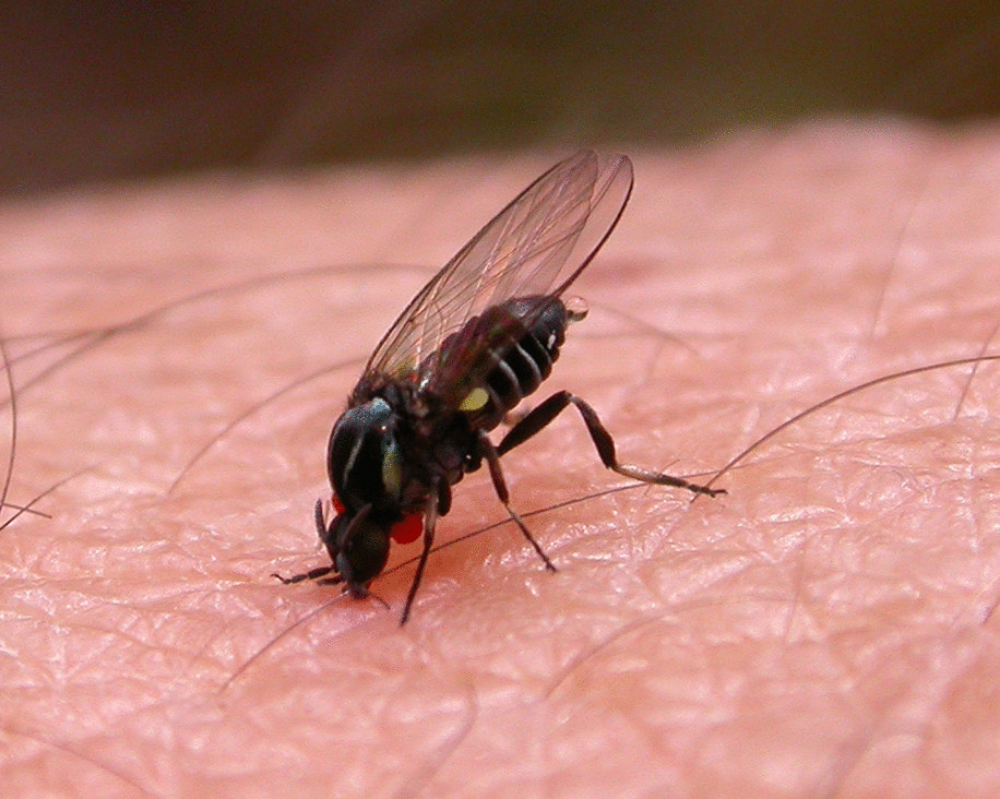 Топ-3 самых опасных насекомых в летний период