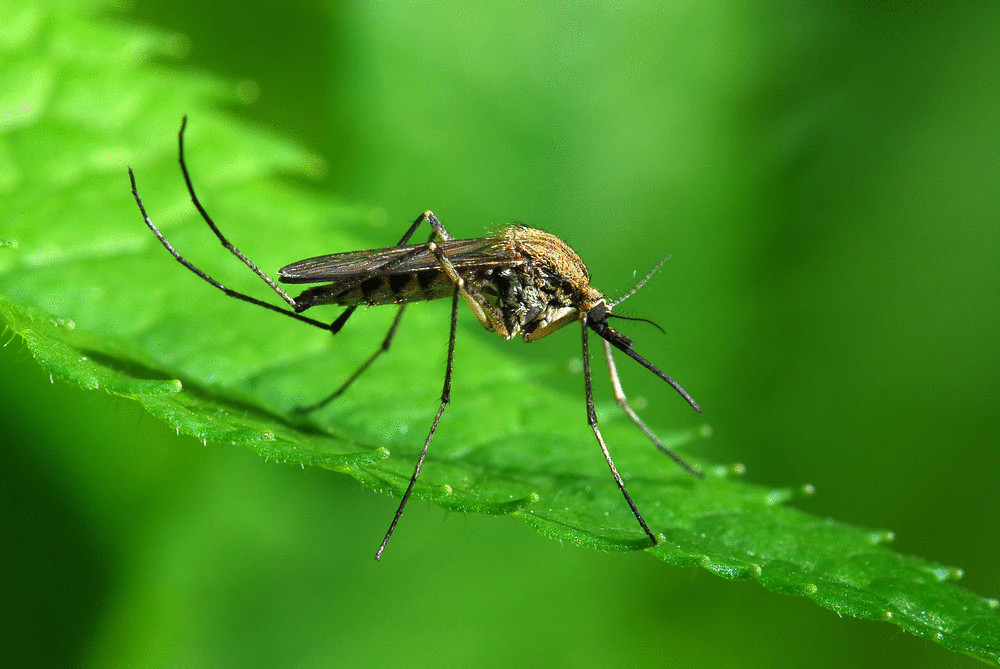 3 любопытных факта о том, как комары предсказывают погоду