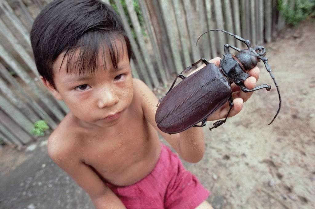 Почему гигантский жук дровосек-титан самое загадочное существо?
