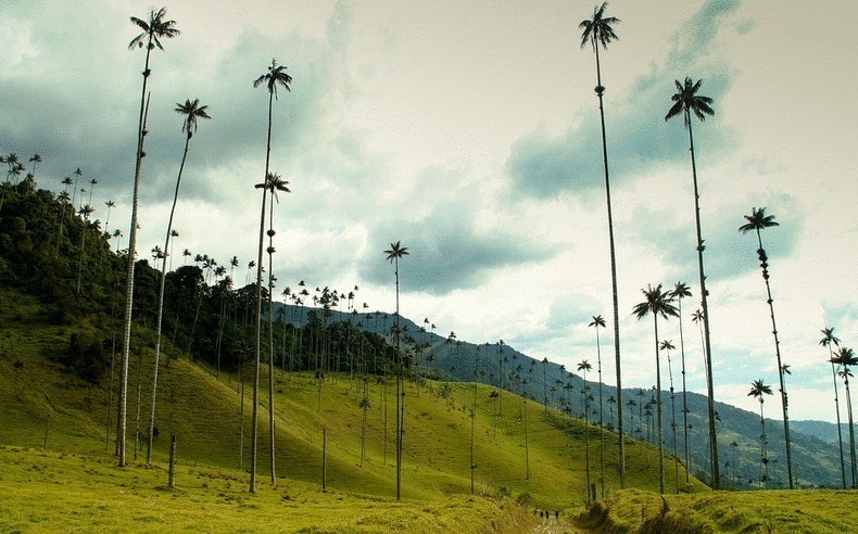 Визитная карточка Колумбии - долина уникальных пальм