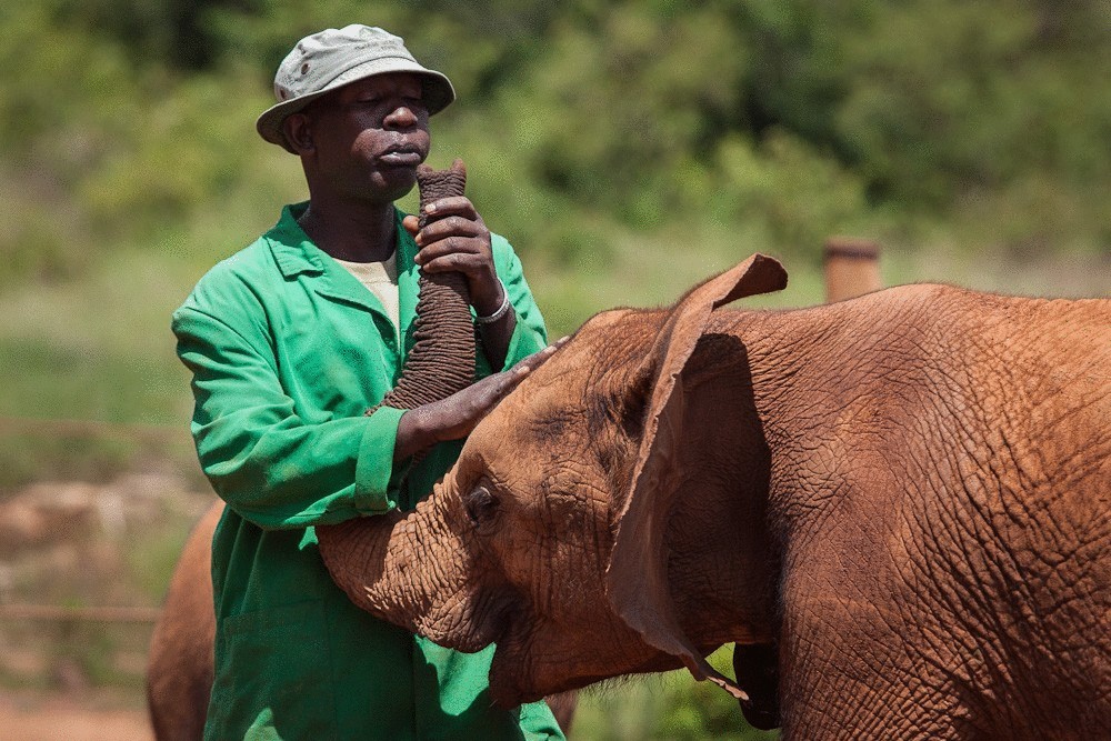 Завораживающий приют в Кении для осиротевших слонов