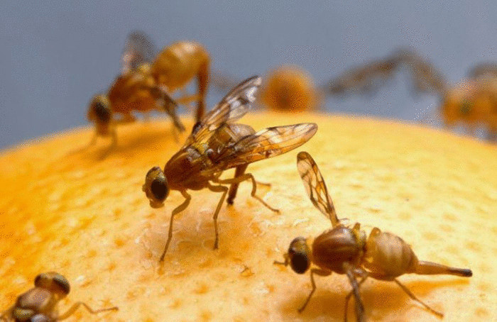 Ученые смогут уменьшить популяцию вредных насекомых