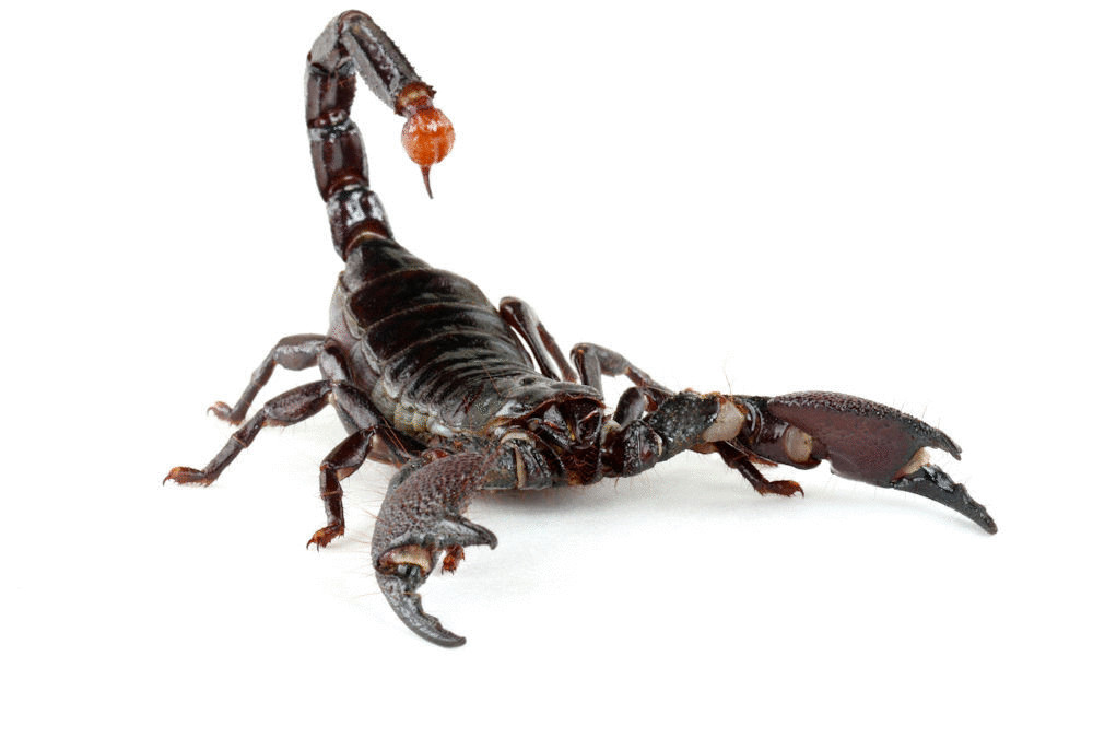 Ученые нашли останки самого древнего скорпиона