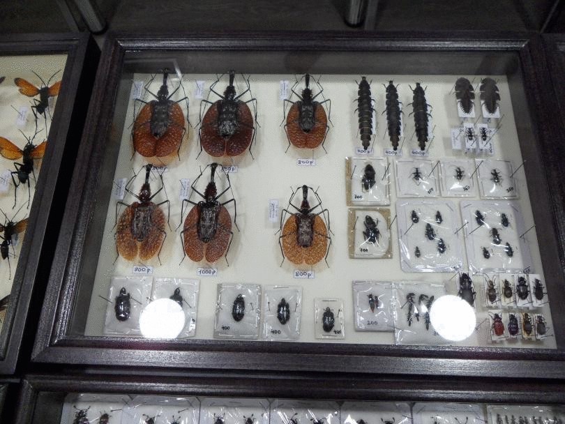 В Москве открылась необычная выставка насекомых