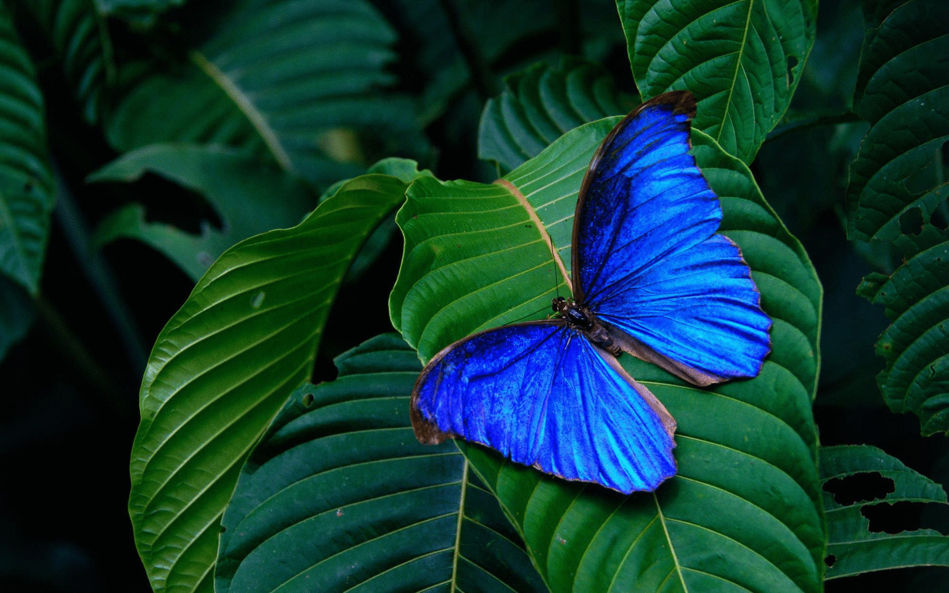 Самым водонепроницаемым материалом на Земле стали крылья бабочки