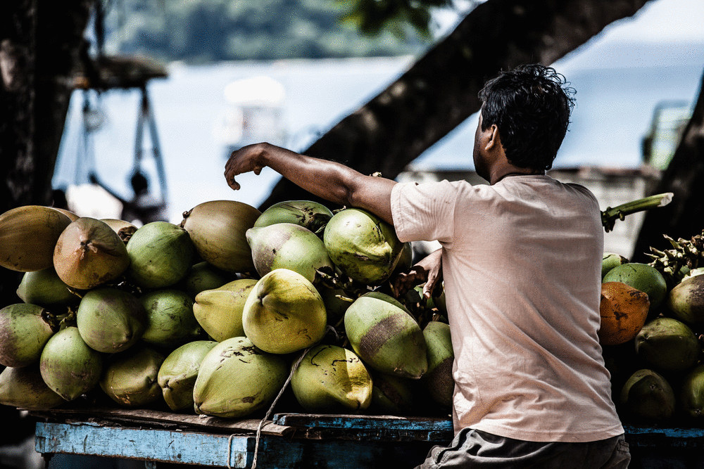 В Таиланде будут получать энергию из кокосов