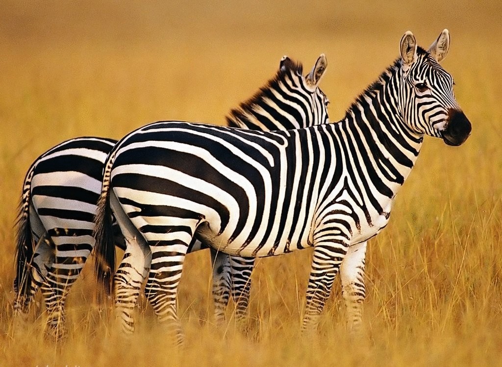 Ученые нашли новое объяснение полосатости зебр