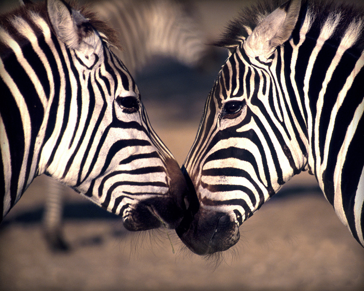Ученые нашли новое объяснение полосатости зебр