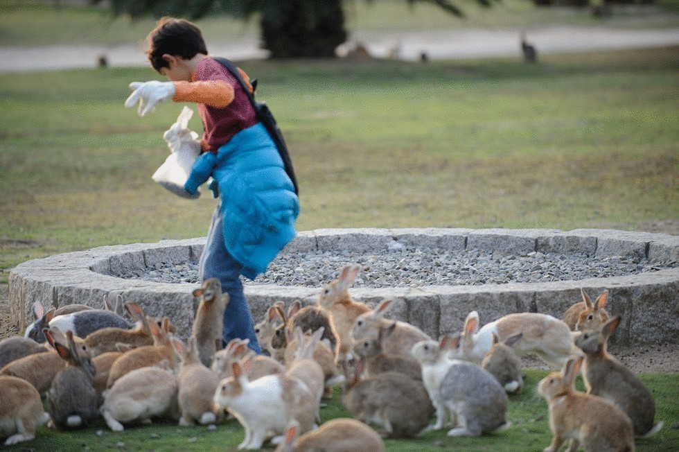 Остров, на котором производили химическое оружие, заселили кролики