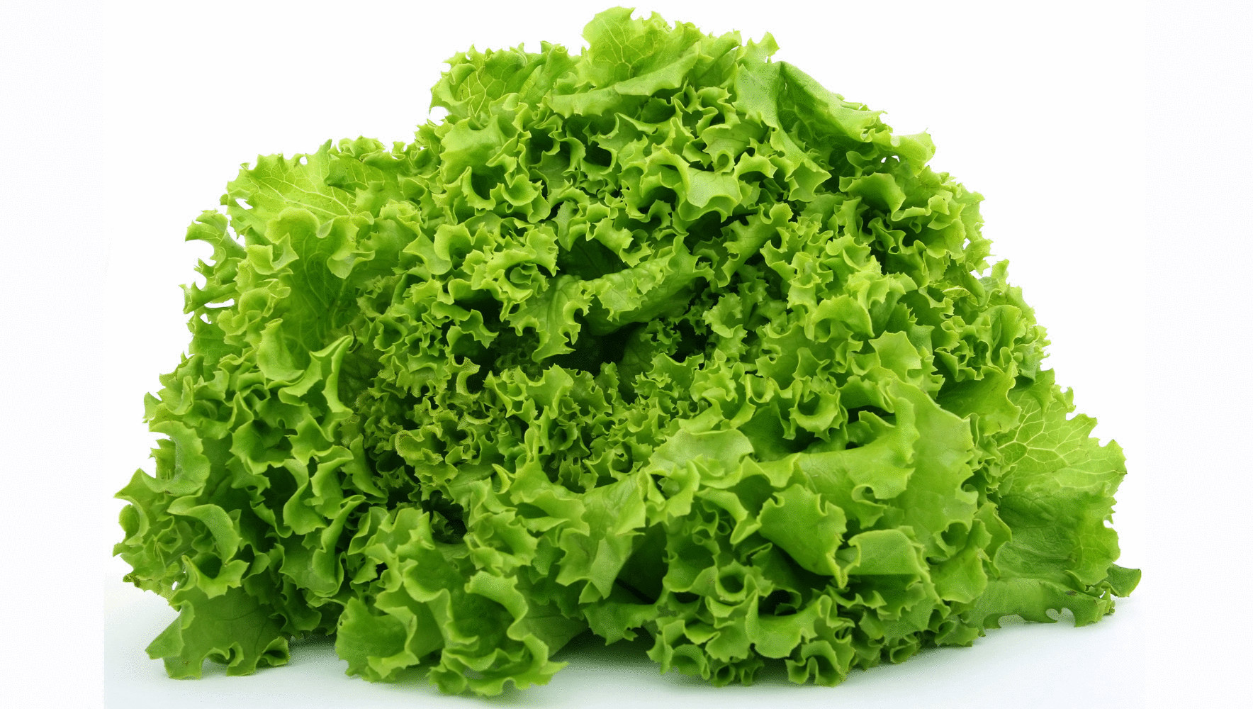 Листовой салат – самый опасный продукт в супермаркетах