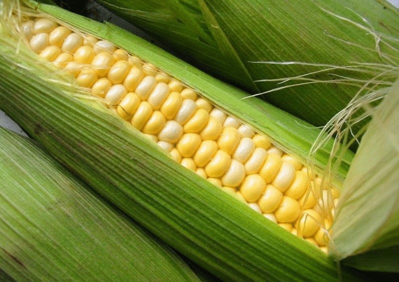 Четыре самых полезных свойства кукурузы