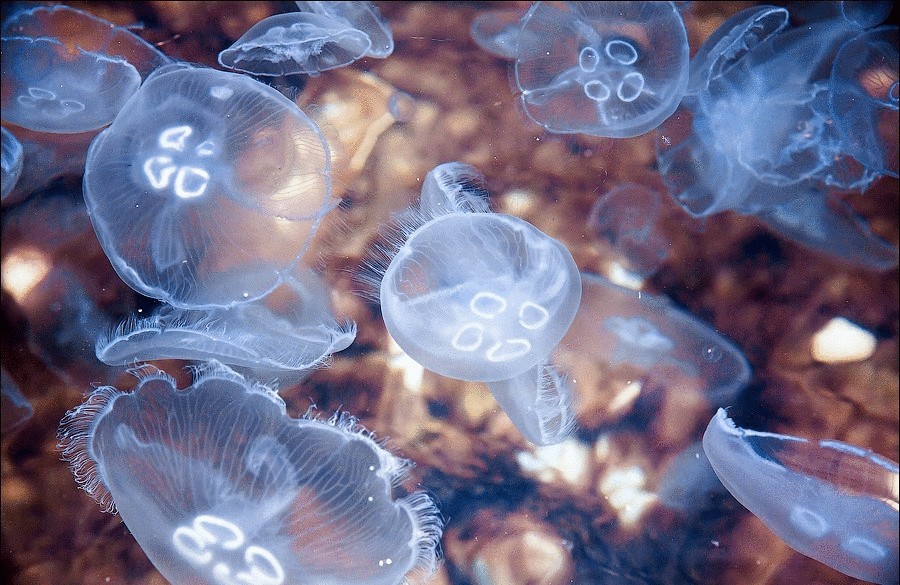 Можно ли вылечить радикулит с помощью медуз?