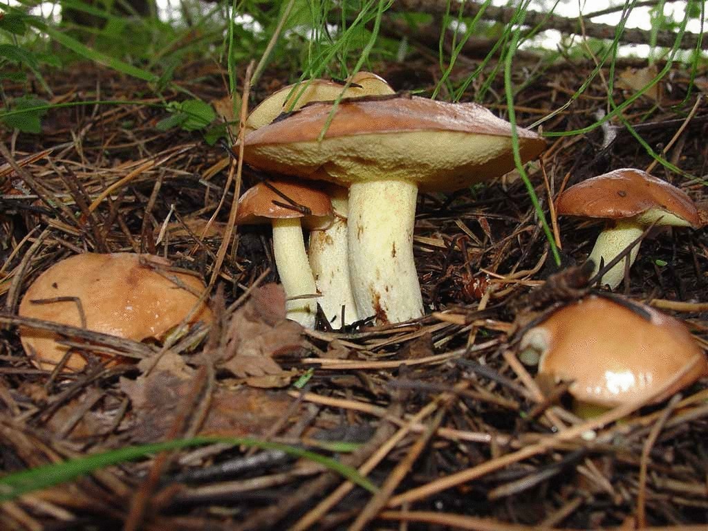 Неоценимая польза грибов