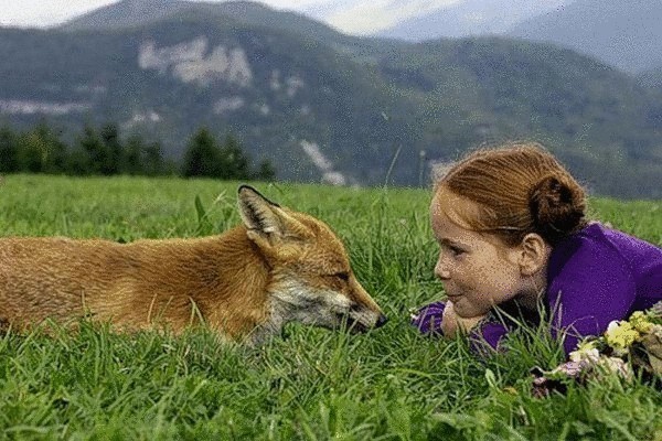 Фильмы про животных: лучшие семейные картины