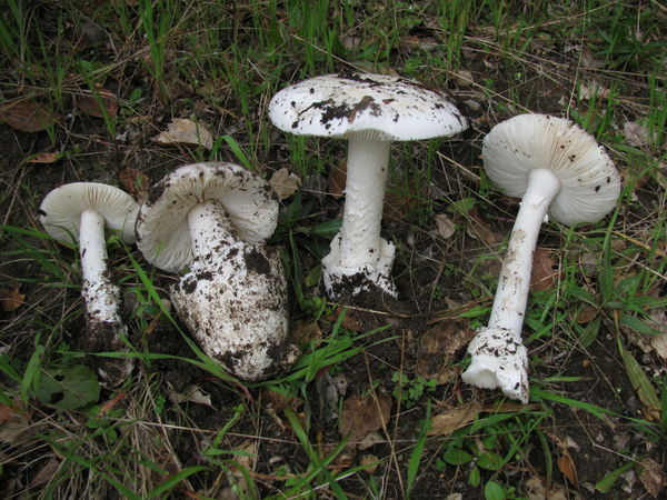 Как избежать отравления ядовитыми грибами
