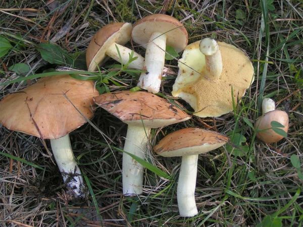 Как избежать отравления ядовитыми грибами